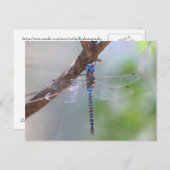 Blauwe darner Dragonfly Briefkaart (Voorkant / Achterkant)