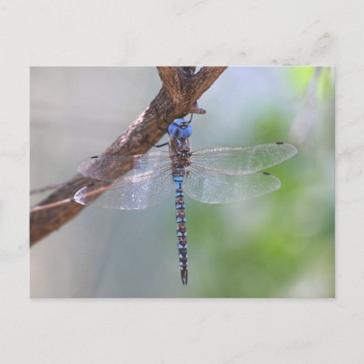Blauwe darner Dragonfly Briefkaart (Voorkant)