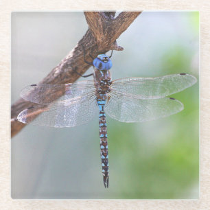 Blauwe darner Dragonfly Glazen Onderzetter
