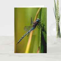 Blauwe Darner Dragonfly Hartelijk dank
