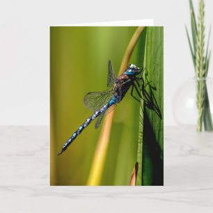 Blauwe Darner Dragonfly Hartelijk dank Bedankkaart