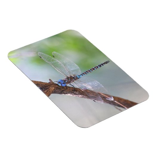 Blauwe darner Dragonfly Magneet (Rechterzijde)