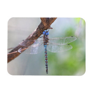 Blauwe darner Dragonfly Magneet
