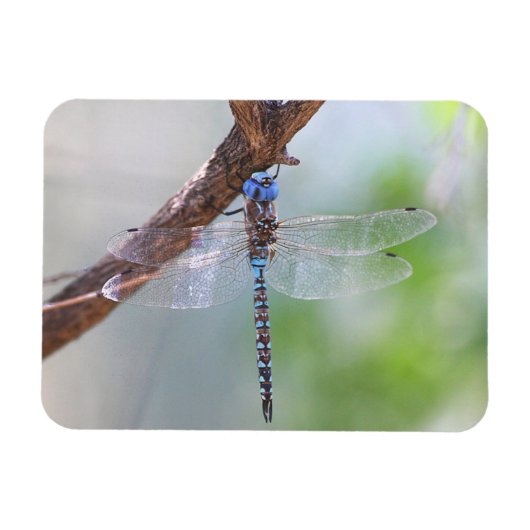Blauwe darner Dragonfly Magneet (Horizontaal)