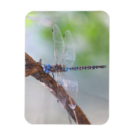 Blauwe darner Dragonfly Magneet