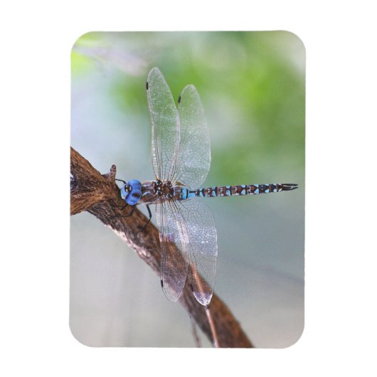 Blauwe darner Dragonfly Magneet (Verticaal)