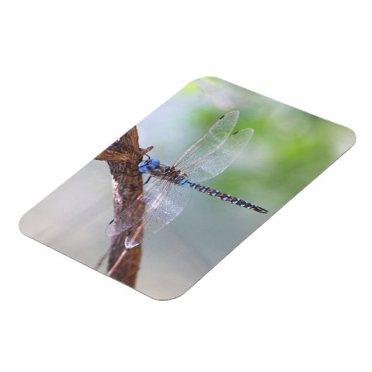 Blauwe darner Dragonfly Magneet (Linkerzijde)