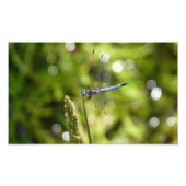 blauwe dasher libellen foto afdruk (Voorkant)