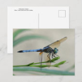 Blauwe Dasher op een ventilatorbud Briefkaart (Voorkant / Achterkant)