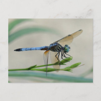 Blauwe Dasher op een ventilatorbud Briefkaart
