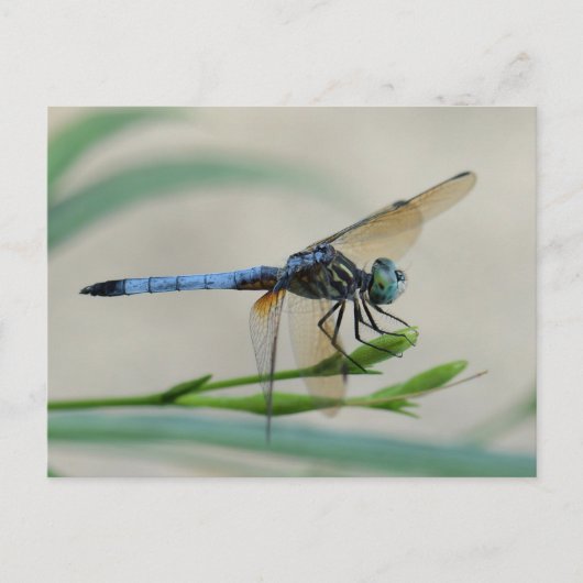 Blauwe Dasher op een ventilatorbud Briefkaart (Voorkant)
