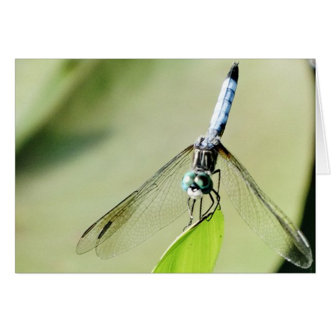Blauwe Dragonfly op een groen blad (Voorkant Horizontaal)