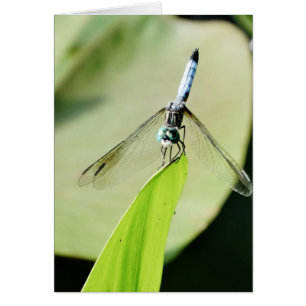 Blauwe Dragonfly op een groen blad