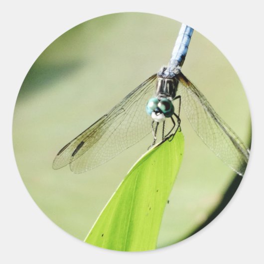 Blauwe Dragonfly op een groen blad Ronde Sticker (Voorkant)