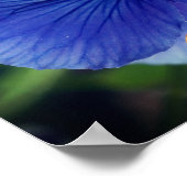 Blauwe driekleurig viooltje poster (Hoek)