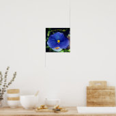 Blauwe driekleurig viooltje poster (Keuken)