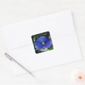 Blauwe driekleurig viooltje vierkante sticker (Envelop)
