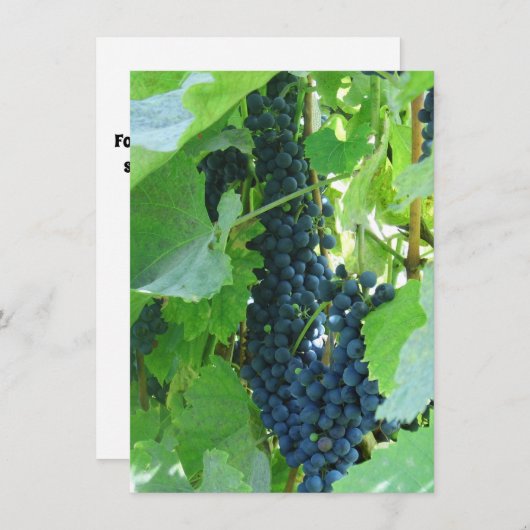 Blauwe Druiven Kaart (Voorkant / Achterkant)