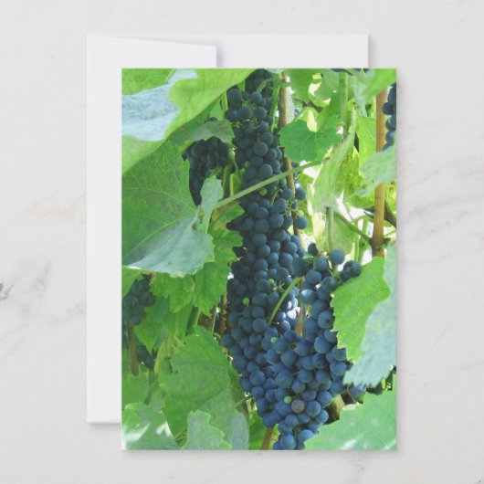 Blauwe Druiven Kaart (Voorkant)