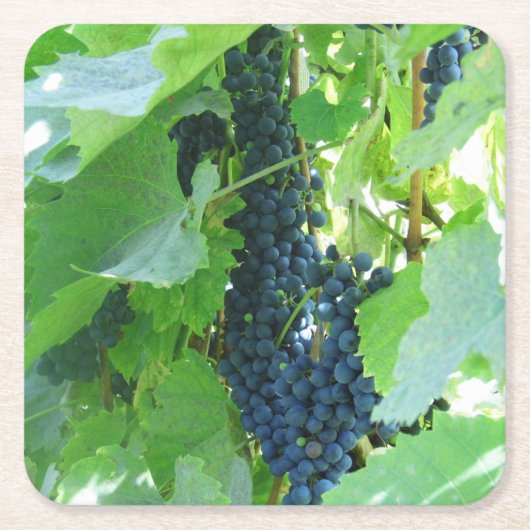 Blauwe druiven kartonnen onderzetters (Voorkant)