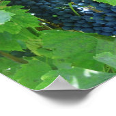 Blauwe druiven poster (Hoek)