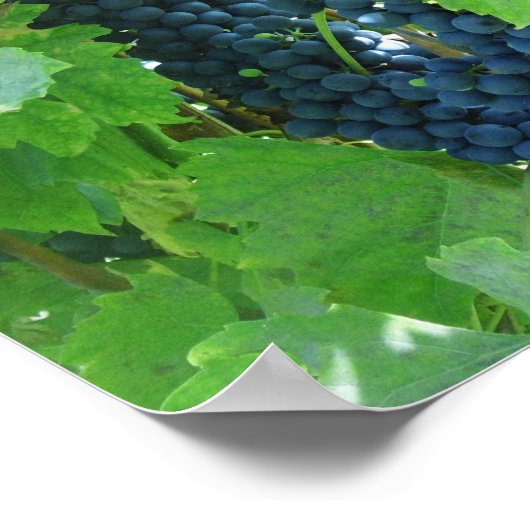 Blauwe druiven poster (Hoek)