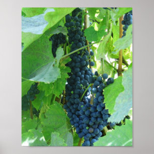 Blauwe Druiven Poster