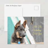 Blauwe Duitse herder wacht op u Briefkaart (Voorkant / Achterkant)