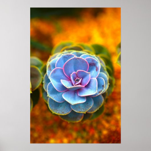 Blauwe Echeveria Poster (Voorkant)