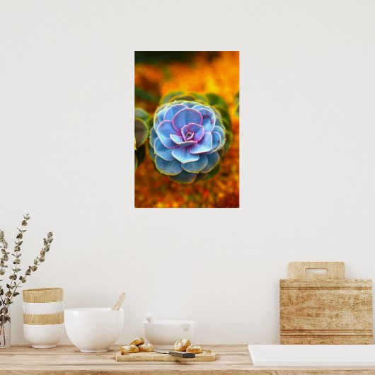 Blauwe Echeveria Poster (Keuken)