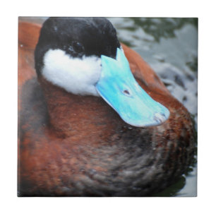 Blauwe eend tegeltje
