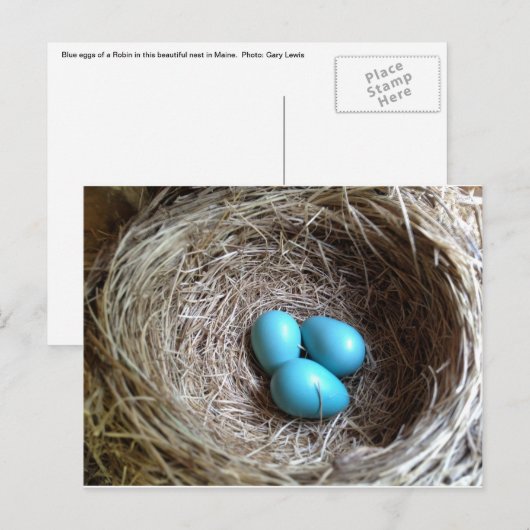 Blauwe eieren briefkaart (Voorkant / Achterkant)