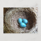 Blauwe eieren briefkaart (Voorkant)