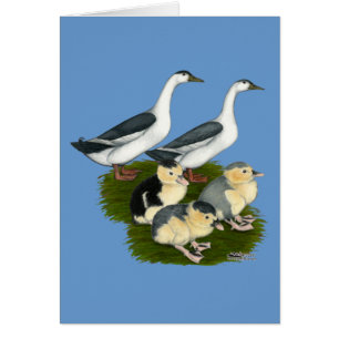 Blauwe Ekster Eend Familie