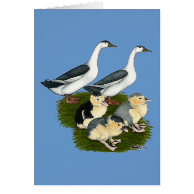 Blauwe Ekster Eend Familie (Voorkant)