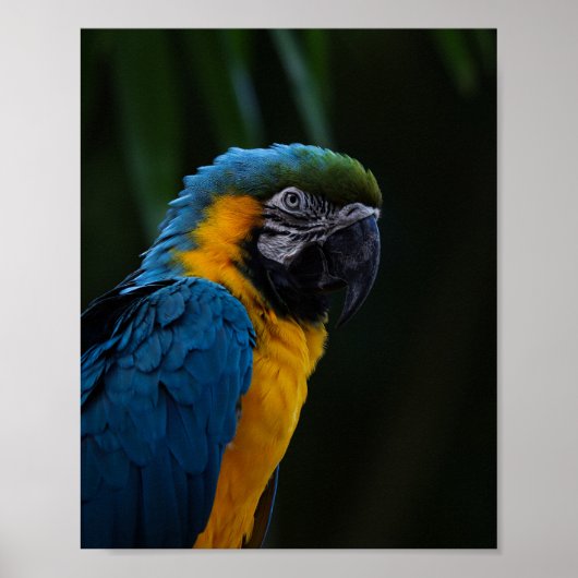 Blauwe en gele ara close-up portret - Parrot Poster (Voorkant)
