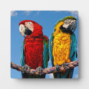 Blauwe en gele ara en een Scarlet ara Fotoplaat