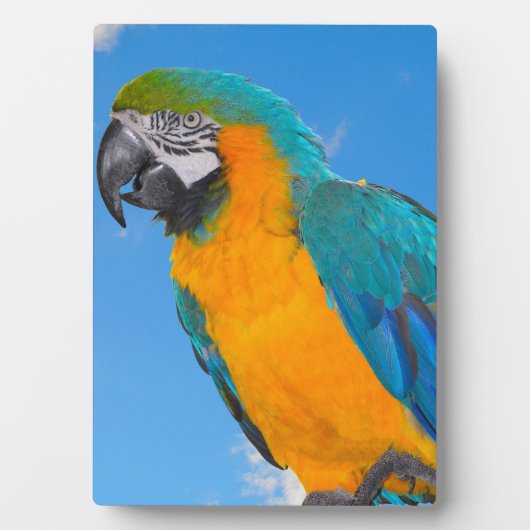Blauwe en gele ara fotoplaat (voorkant)