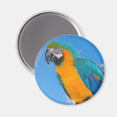 Blauwe en gele ara magneet (Voorkant / Achterkant)