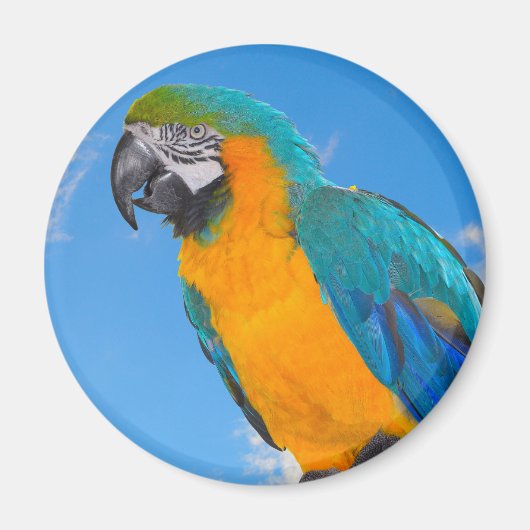Blauwe en gele ara magneet (Voorkant)