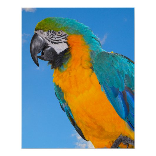 Blauwe en gele ara perfect poster (Voorkant)