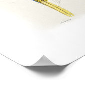 Blauwe en gele ara poster (Hoek)