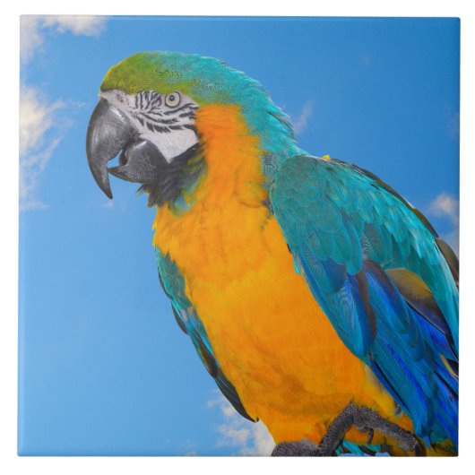 Blauwe en gele ara tegeltje (Voorkant)