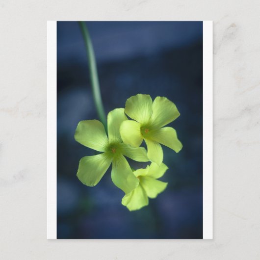 Blauwe en gele bloemen briefkaart (Voorkant)