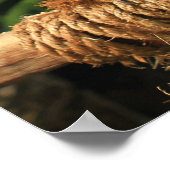 Blauwe en gele Macaw Afdrukken Poster (Hoek)