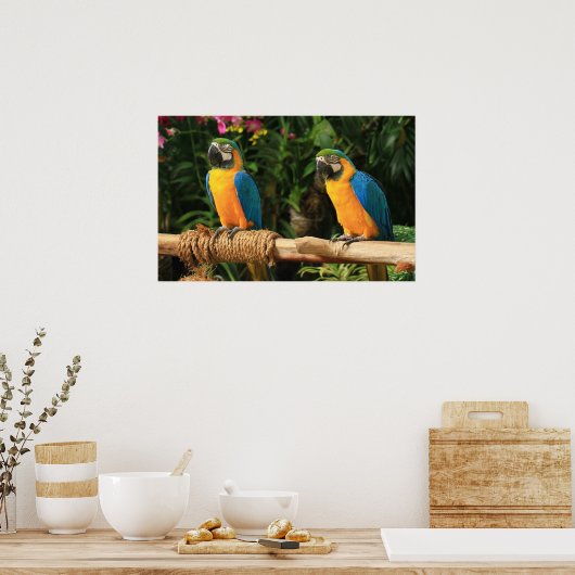 Blauwe en gele Macaw Afdrukken Poster (Keuken)