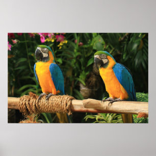 Blauwe en gele Macaw Afdrukken Poster