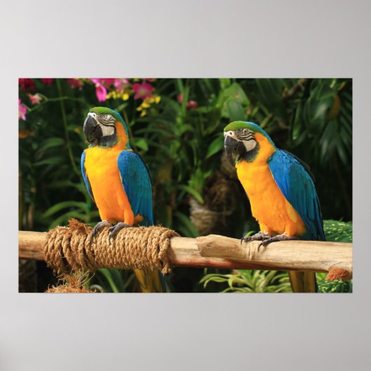 Blauwe en gele Macaw Afdrukken Poster (Voorkant)