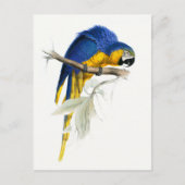  blauwe en gele Macaw Briefkaart (Voorkant)