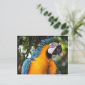 Blauwe en gele Macaw Briefkaart (Staand voorkant)